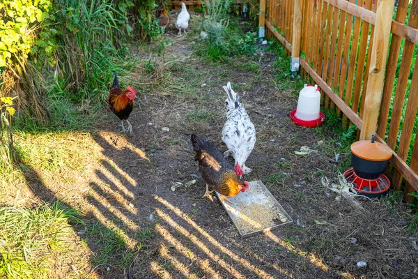 Kahverengi Evcil Tavuk Beyaz Horoz Kırsaldaki Küçük Bir Çiftlikteki Metal — Stok fotoğraf