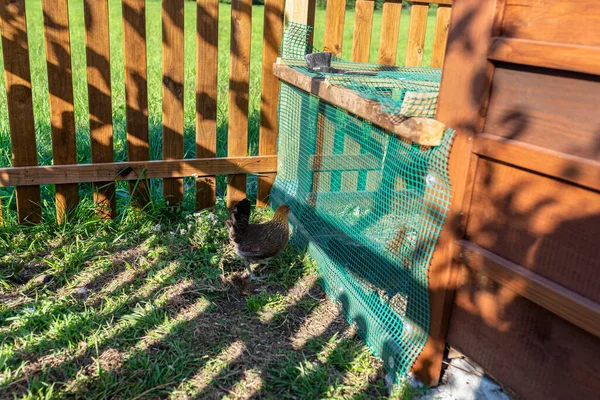 Brown Domestic Chicken Standing Front Wooden Henhouse Countryside — Stock Photo, Image