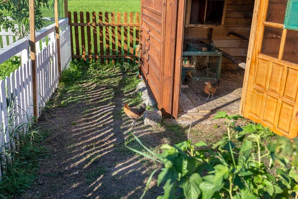 田舎の木造の鶏小屋の前に立つ茶色の家庭用鶏 — ストック写真