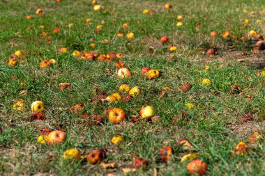 Ağacın altındaki çimlerin üzerinde bir sürü çürük elma var..