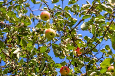 Arkasında mavi bir gökyüzü olan yeşil bir ağaçta asılı duran olgun elmalar..