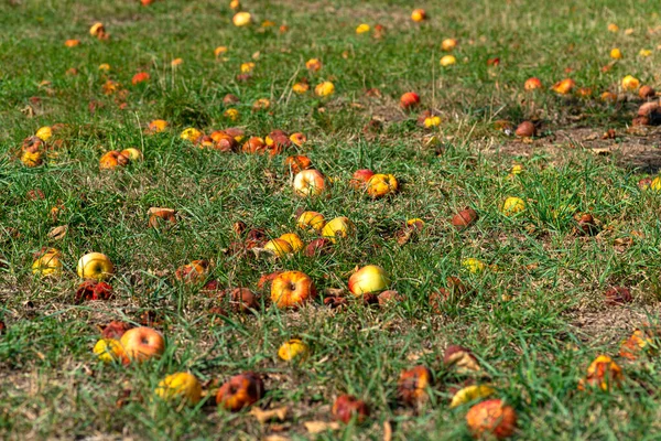 Lots of rotten apples lying on the grass under the tree, a waste of food.