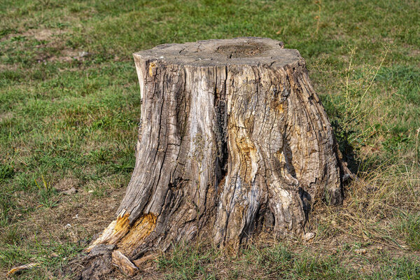 A cut and dry tree trunk growing in a grass field, nature destroyed.