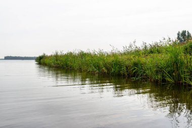 Kanal boyunca büyüyen yeşil sazlıklar bir göle açılıyor. Hollanda 'da bulutlu bir yaz gününde çekilmiş fotoğraflar..
