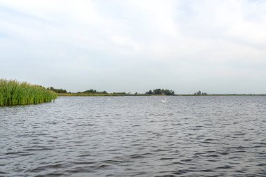 Bulutlu bir yaz gününde gölde yüzen bir kuğu sürüsü, arka planda sazlıklar ve bitkiler.