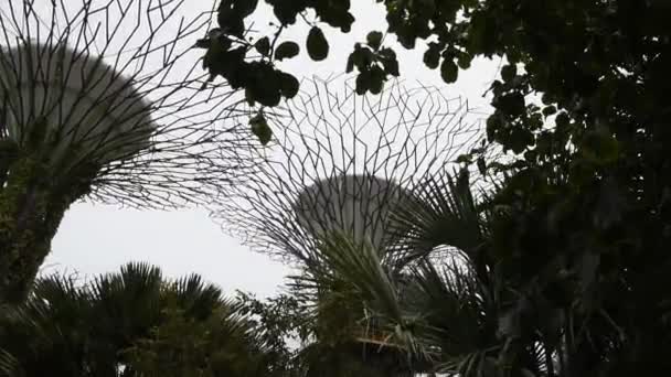 シンガポール シンガポール 2018 ガーデン 訪問者は 公園を歩く — ストック動画