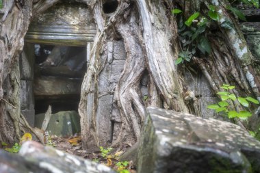  Prohm en büyük tapınaktır, yağmur mevsiminde yağmur yağar..