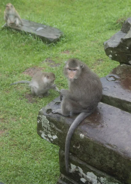 Monkeys at Angkor Wat Temple (Cambodia) on a rainy day — Stock Photo, Image