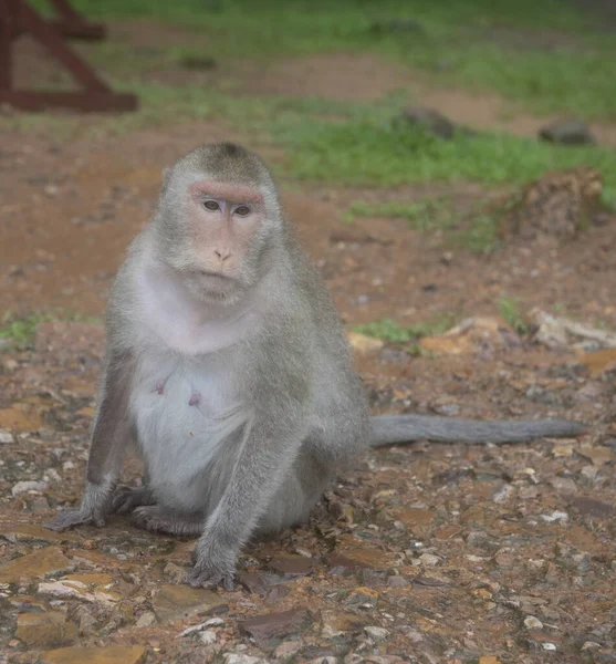 Monkey at Angkor Wat Temple (Cambodia) on a rainy day — Stock Photo, Image