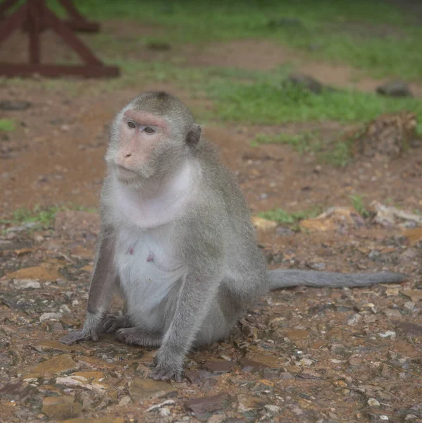 Monkey at Angkor Wat Temple (Cambodia) on a rainy day — Stock Photo, Image