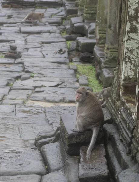 Monkeys at Angkor Wat Temple (Cambodia) on a rainy day — Stock Photo, Image