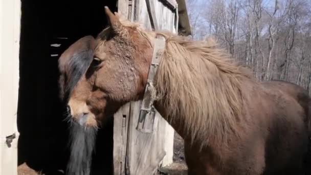 chevaux sont à la ferme 