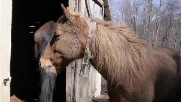 Horses are on the farm — Stock Video