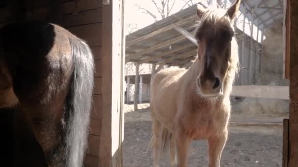 Paarden zijn op de boerderij — Stockvideo