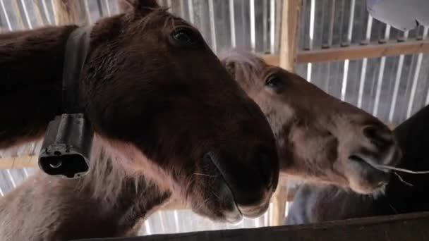 Лошади едят сено — стоковое видео