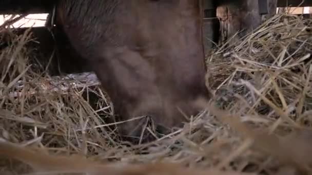 Horses eat hay — Stock Video