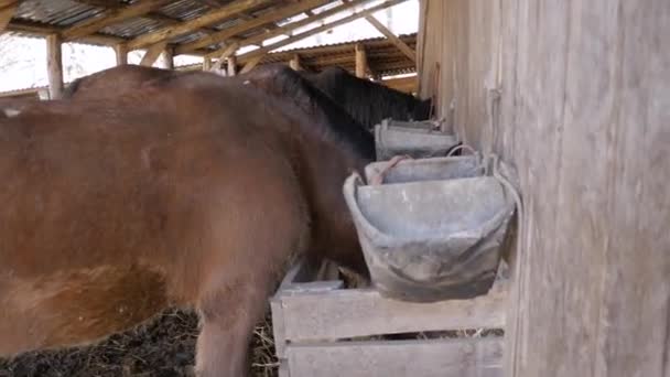 Los caballos comen heno — Vídeo de stock