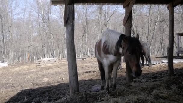 Paarden eten hooi — Stockvideo