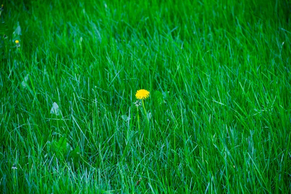 봄 날에 노란 민들레 꽃. — 스톡 사진