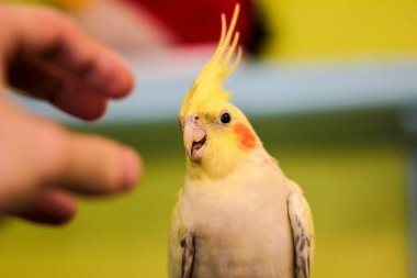 ahşap yol Rus kış