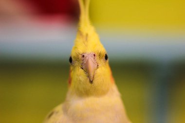 ahşap yol Rus kış