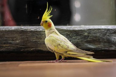 ahşap yol Rus kış