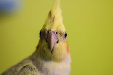 ahşap yol Rus kış