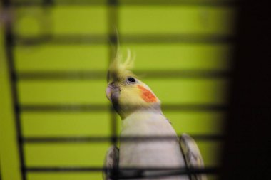 ahşap yol Rus kış