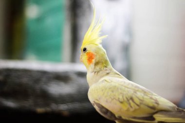 ahşap yol Rus kış