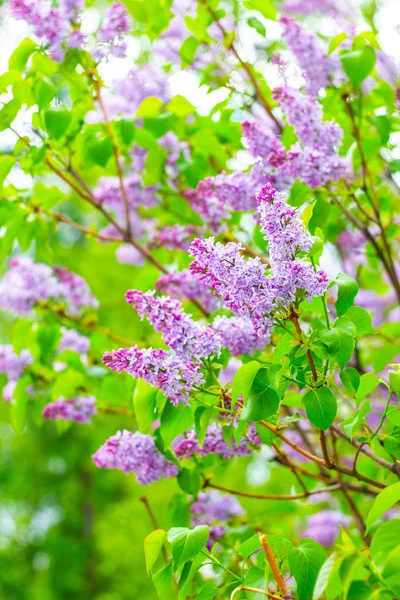 Lilac (Syringa vulgaris) in garden, Moscow region, Russia — Stock Photo, Image
