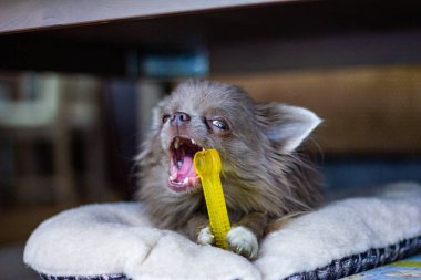 Gri chihuahua bir ahşap zemin üzerinde duruyor. Chihuahua ev popüler bir küçük köpek var. Eğlenceli ve neşeli bir alışkanlığı var..