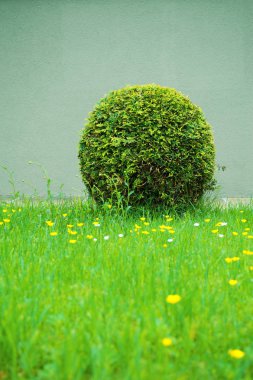 Yeşil bush gibi bir futbol topu, vegan futbol görünüyor