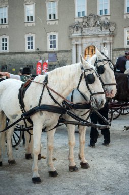 Salzburg, taksi atlar, Fiaker, yaz aylarında eski şehir olarak adlandırılan