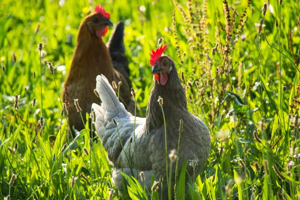 Salzburg, Heuberg,two chicken free walking in the grass