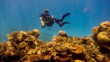 suda mercanlar üzerinde uçan dalgıç