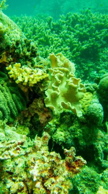 bir bitki gibi mercan görünüyor