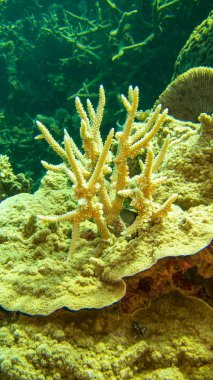 mercan geyik boynuzları gibi görünüyor