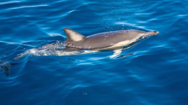 güneşli bir günde mavi suda yüzen yunus