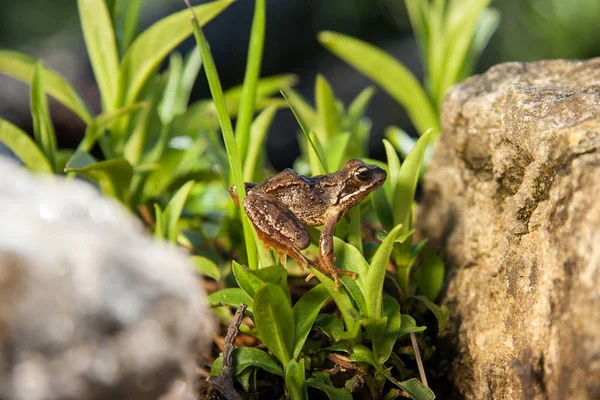 Brown Frog Sitting Leaf Stones — Stock Photo, Image
