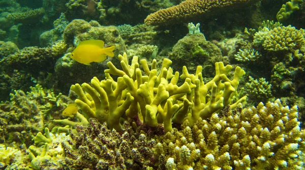 Corallo Sembra Una Pianta — Foto Stock