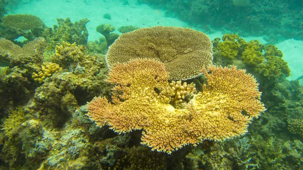 Koraal Ziet Eruit Als Een Plant — Stockfoto