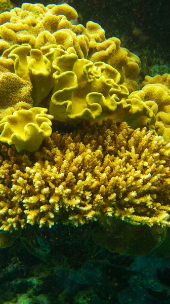 Coral Amarelo Parece Com Uma Planta — Fotografia de Stock