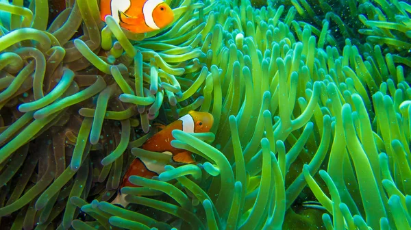 Pesce Pagliaccio Anemone Colorato Verde Arancione — Foto Stock