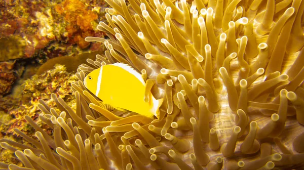 Κίτρινο Ψάρια Κολύμπι Στη Θαλάσσια Ανεμώνη — Φωτογραφία Αρχείου