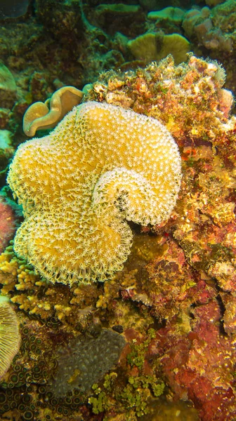 Koraal Underawter Oranje Kleur — Stockfoto