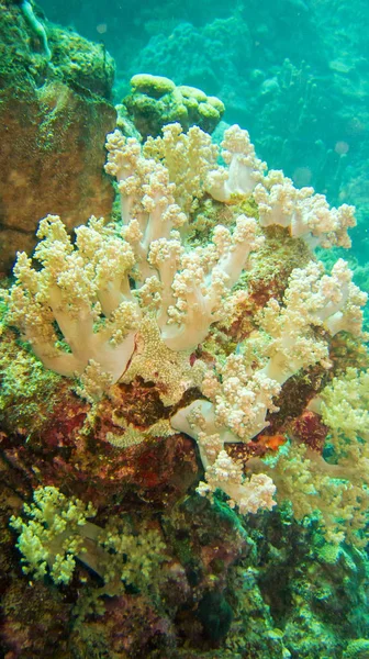 Coral Branco Parece Com Uma Planta — Fotografia de Stock