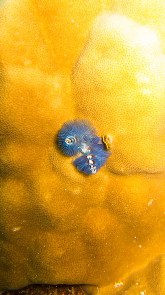 Animal Azul Coral Laranja — Fotografia de Stock