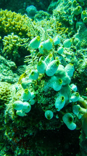 Корали Схожі Рослину — стокове фото