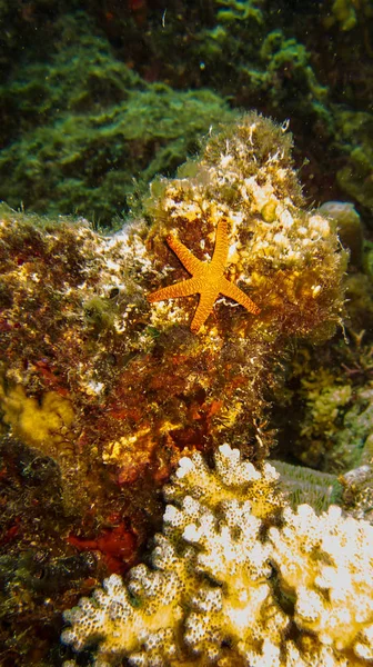 Bintang Laut Oranye Atas Batu — Stok Foto