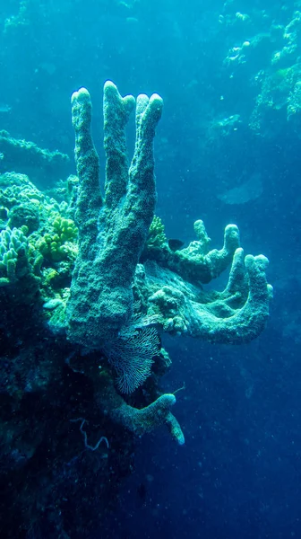 Corallo Sembra Una Pianta — Foto Stock